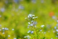 Tiny blue flowers known as Forget Me Not Royalty Free Stock Photo