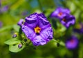 Close up shot of a tiny deep purple flower with a yellow center Royalty Free Stock Photo