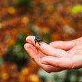 Close-up shot of a tiny newborn frog on a finger Royalty Free Stock Photo