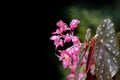 Close up shot of tiny pink flowers on succulent plant Royalty Free Stock Photo