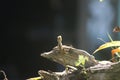 Close-up shot of a tiny tree lizard hanging on the broken wood in the garden. Royalty Free Stock Photo