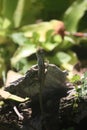 Close-up shot of a tiny tree lizard hanging on the broken wood with many types of trees background. Royalty Free Stock Photo
