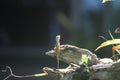 Close-up shot of a tiny tree lizard hanging on the broken wood in the natural garden. Royalty Free Stock Photo