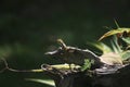 Close-up shot of a tiny tree lizard hanging on the broken wood in the natural garden. Royalty Free Stock Photo