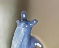 Macro Shot of Tiny Blue Snail Royalty Free Stock Photo