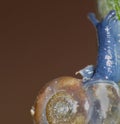 Macro Shot of Tiny Blue Snail Royalty Free Stock Photo