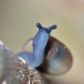 Macro Shot of Tiny Blue Snail Royalty Free Stock Photo