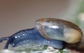Macro Shot of Tiny Blue Snail Royalty Free Stock Photo