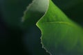 Close up shot of tip of green leaf Royalty Free Stock Photo