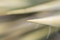 Close up shot of tip of Yucca plant leaf