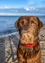 Close up shot of a tired Labrador dog