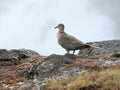 Tobacco Dove bird standing on rock`s edge