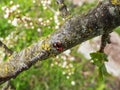 Close-up shot and top view of the couple of two adult two-spot ladybirds Adalia bipunctata red and black forms mating on a