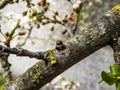 Close-up shot and top view of the couple of two adult two-spot ladybirds Adalia bipunctata red and black forms mating on a