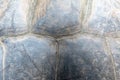 A close-up shot of a tortoise shell, showcasing its unique texture Royalty Free Stock Photo