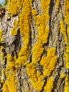 Tree bark with yellow moss