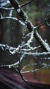 Close-up shot of tree branches covered with snow and ice on a blurry background Royalty Free Stock Photo