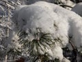 Close-up shot of the tree branches with green needles covered with large amounts of snow Royalty Free Stock Photo