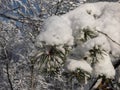 Close-up shot of the tree branches with green needles covered with large amounts of snow in a sunny winter day Royalty Free Stock Photo