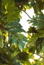 Close up shot of tree leaves with the sunlight peeking through Royalty Free Stock Photo