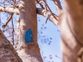 Close up shot of tree with a small blue door Royalty Free Stock Photo