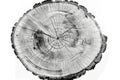 A close-up shot of a tree stump in monochrome Royalty Free Stock Photo