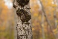 Autumn Birch tree trunk close up Royalty Free Stock Photo