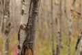 Autumn Birch tree trunk close up Royalty Free Stock Photo