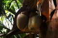 Close up shot of a tropical attalea speciosa fruit