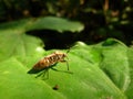 Close up shot of True bugs Royalty Free Stock Photo