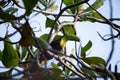 Close-up shot of a Tucan parrot on a tree branch