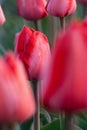 Close up shot of tulip 2