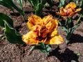 Close-up shot of the Tulip Bastia that bears fully double, cup-shaped golden yellow flowers flushed with mahogany red and adorned Royalty Free Stock Photo