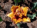 Close-up shot of the Tulip Bastia that bears fully double, cup-shaped golden yellow flowers flushed with mahogany red and adorned Royalty Free Stock Photo