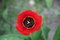 Close-up shot of a tulip flower with red petals Royalty Free Stock Photo