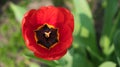 Close-up shot of a tulip flower with red petals Royalty Free Stock Photo