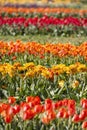 Close up shot of Tulip flowers Royalty Free Stock Photo