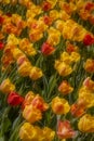 Close up shot of colorful Tulip flowers Royalty Free Stock Photo