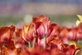 Close up shot of Tulip flowers in the garden Royalty Free Stock Photo