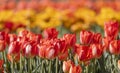 Close up shot of Tulip flowers in the garden Royalty Free Stock Photo