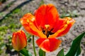 Close-up shot of a tulip with red-yellow petals. Background for flowers, spring flowering and floriculture Royalty Free Stock Photo