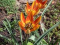 Close-up shot of Tulipa Vitali Master flowering with red orange tulip with dark center