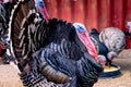 Close up shot of turkey with feathers puffed and red beak and purple face losing feathers due to bird avian flu in India