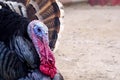 Close up shot of turkey with feathers puffed and red beak and purple face losing feathers due to bird avian flu in India