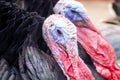 Close up shot of turkey with feathers puffed and red beak and purple face losing feathers due to bird avian flu in India