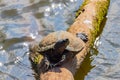 Close up shot of turtle resting in Martin Nature Park