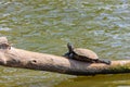 Close up shot of turtle resting in Martin Nature Park