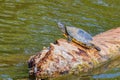 Close up shot of turtle resting in Martin Nature Park