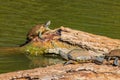 Close up shot of turtle resting in Martin Nature Park