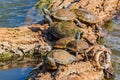 Close up shot of turtle resting in Martin Nature Park